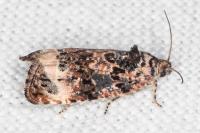 Endothenia gr. gentianaeana