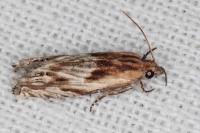 Eucosma gr. cana