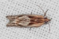 Eucosma gr. cana