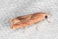Eucosma conterminana