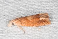Eucosma conterminana