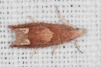 Eucosma conterminana