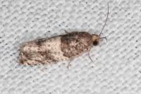 Gypsonoma aceriana