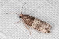 Gypsonoma aceriana