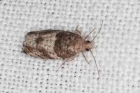 Gypsonoma aceriana