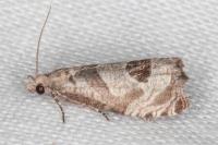 Notocelia uddmanniana