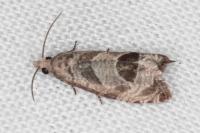 Notocelia uddmanniana