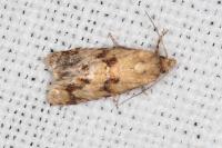 Aethes williana