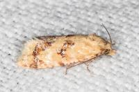 Aethes williana