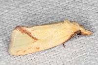 Agapeta hamana