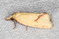 Agapeta hamana