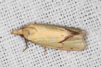 Agapeta hamana