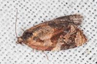Ditula angustiorana