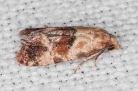 Neocochylis millierana