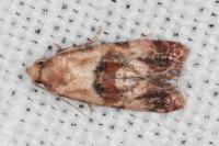 Neocochylis millierana