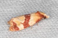 Phalonidia albipalpana