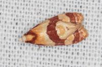 Phalonidia albipalpana