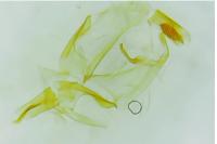 Oegoconia deauratella