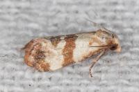 Phalonidia contractana