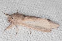 Phragmataecia castaneae