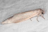 Phragmataecia castaneae