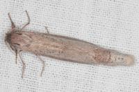 Phragmataecia castaneae