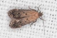 Stomopteryx