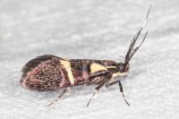 Dasycera oliviella