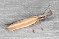 Pleurota aristella