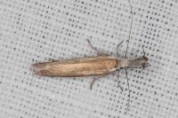 Pleurota aristella
