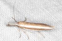 Pleurota aristella
