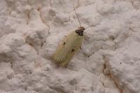 Agonopterix subpropinquella