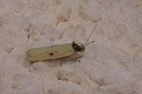 Agonopterix subpropinquella