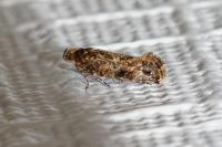 Acrolepia autumnitella