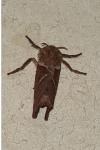 Triodia sylvina