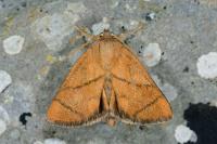 Apoda limacodes