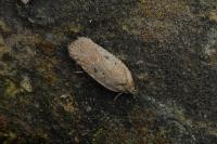 Agonopterix scopariella