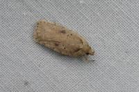 Agonopterix scopariella