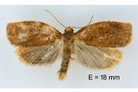 Archips rosana