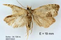 Notocelia uddmanniana