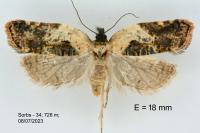 Acleris variegana