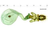 Acleris variegana