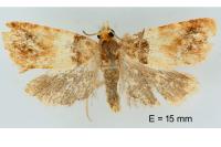 Epinotia festivana
