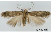 Stomopteryx spathulella