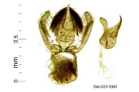 Stomopteryx spathulella