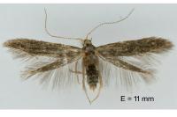 Coleophora prunifoliae