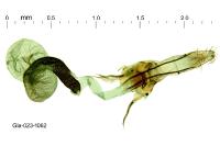 Coleophora prunifoliae