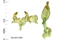Oxypteryx wilkella