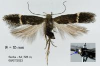 Aproaerema albifrontella