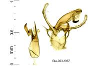 Aproaerema albifrontella